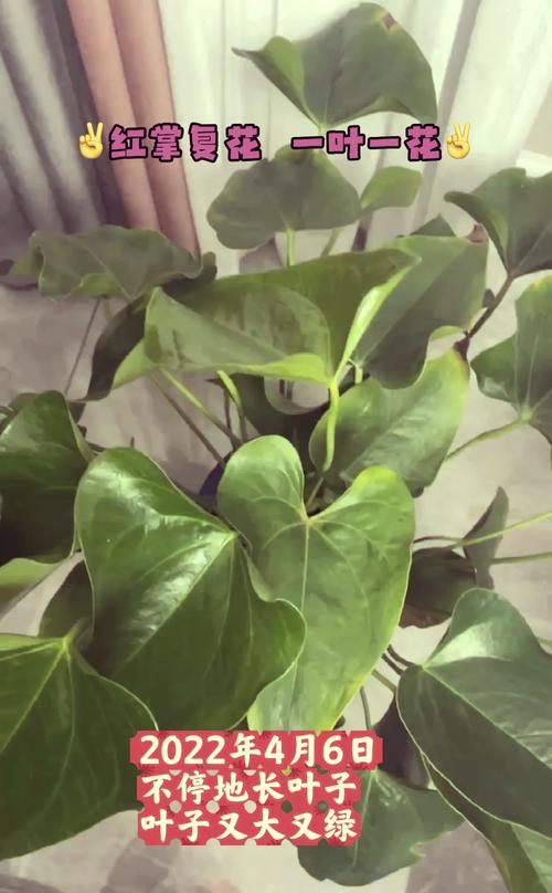 红掌开花小是什么原因（红掌开花后还会再开吗）-第3张图片-多多自然网
