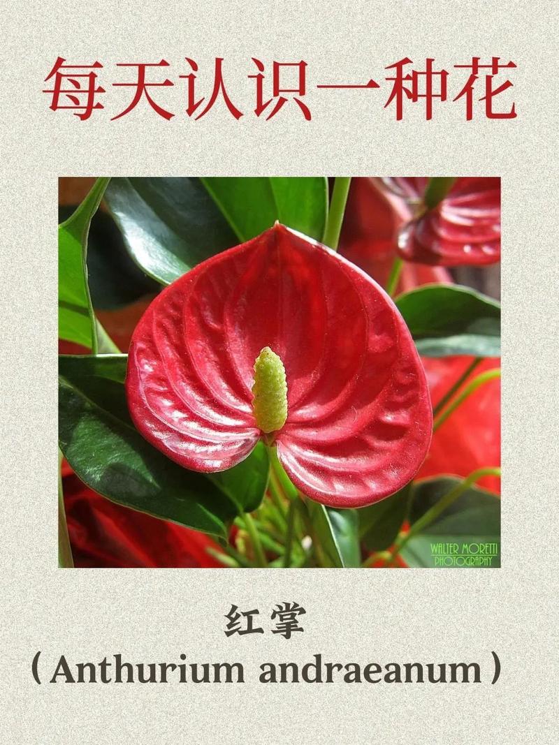 红掌开花小是什么原因（红掌开花后还会再开吗）-第5张图片-多多自然网
