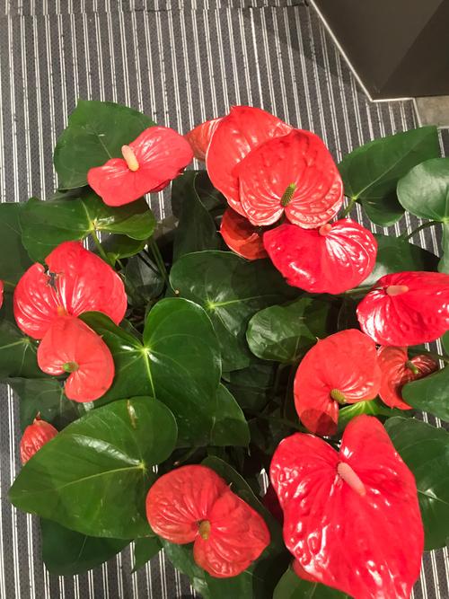 红掌开花小是什么原因（红掌开花后还会再开吗）-第7张图片-多多自然网