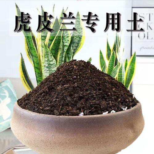 虎皮兰用什么土好(虎皮兰用什么土养比较好)-第3张图片-多多自然网 虎皮兰用什么土好(虎皮兰用什么土养比较好)-第3张图片-多多自然网