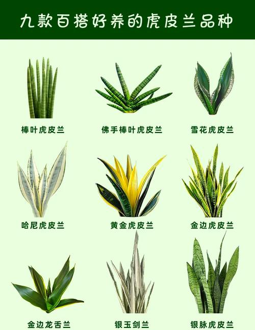虎皮兰用什么土好(虎皮兰用什么土养比较好)-第8张图片-多多自然网 虎皮兰用什么土好(虎皮兰用什么土养比较好)-第8张图片-多多自然网