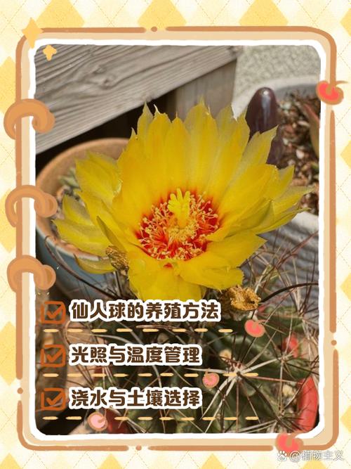 子孙球怎么爆盆(子孙球种子种植方法)-第1张图片-多多自然网 子孙球怎么爆盆(子孙球种子种植方法)-第1张图片-多多自然网