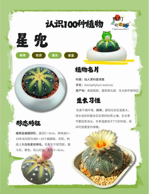 子孙球怎么爆盆(子孙球种子种植方法)-第2张图片-多多自然网 子孙球怎么爆盆(子孙球种子种植方法)-第2张图片-多多自然网