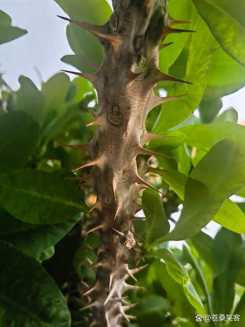 子孙球怎么爆盆(子孙球种子种植方法)-第3张图片-多多自然网 子孙球怎么爆盆(子孙球种子种植方法)-第3张图片-多多自然网