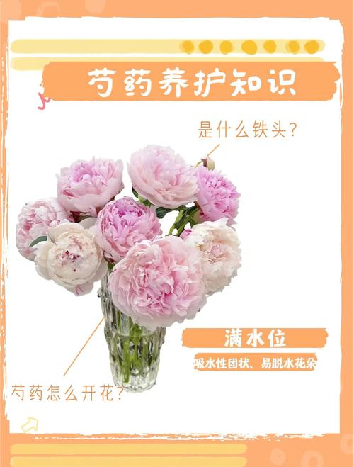 芍药怎么养才长得好(芍药养法)-第3张图片-多多自然网 芍药怎么养才长得好(芍药养法)-第3张图片-多多自然网