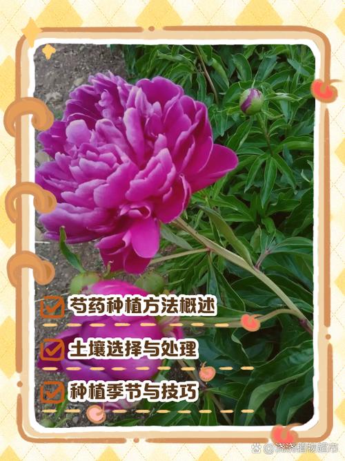 芍药怎么养才长得好(芍药养法)-第6张图片-多多自然网 芍药怎么养才长得好(芍药养法)-第6张图片-多多自然网