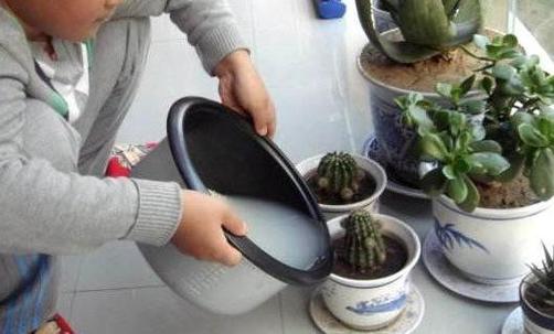 网上传的“浇花水”(浇花的水有毒吗)-第5张图片-多多自然网 网上传的“浇花水”(浇花的水有毒吗)-第5张图片-多多自然网