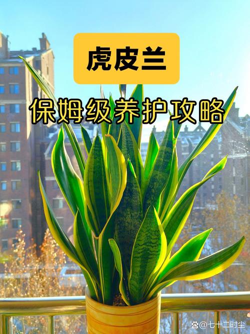虎皮兰秋天怎么养(虎皮兰秋天怎么养护)-第3张图片-多多自然网 虎皮兰秋天怎么养(虎皮兰秋天怎么养护)-第3张图片-多多自然网