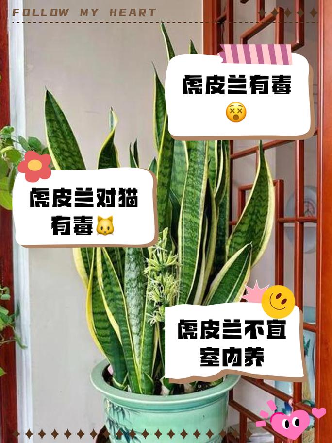 虎皮兰秋天怎么养(虎皮兰秋天怎么养护)-第4张图片-多多自然网 虎皮兰秋天怎么养(虎皮兰秋天怎么养护)-第4张图片-多多自然网