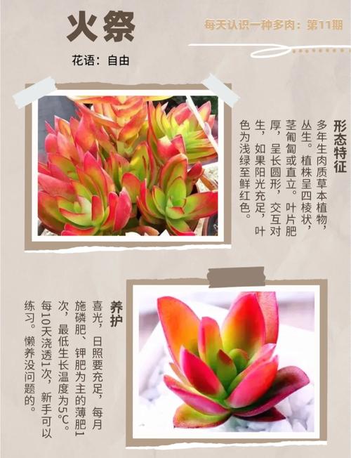 火祭怎么施肥(火祭怎么浇水几天浇水)-第3张图片-多多自然网 火祭怎么施肥(火祭怎么浇水几天浇水)-第3张图片-多多自然网