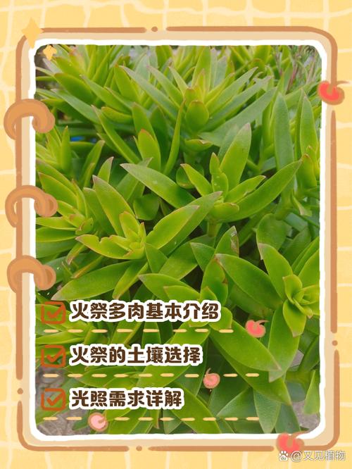 火祭怎么施肥(火祭怎么浇水几天浇水)-第5张图片-多多自然网 火祭怎么施肥(火祭怎么浇水几天浇水)-第5张图片-多多自然网