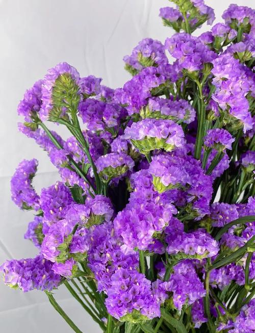 勿忘我怎么做干花(勿忘我怎么做干花花束)-第1张图片-多多自然网 勿忘我怎么做干花(勿忘我怎么做干花花束)-第1张图片-多多自然网