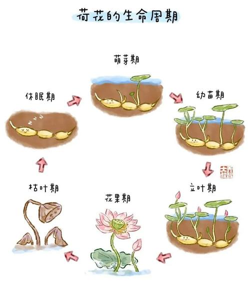 莲子发芽了怎么种植(莲子发芽了怎么种植呢)-第2张图片-多多自然网 莲子发芽了怎么种植(莲子发芽了怎么种植呢)-第2张图片-多多自然网