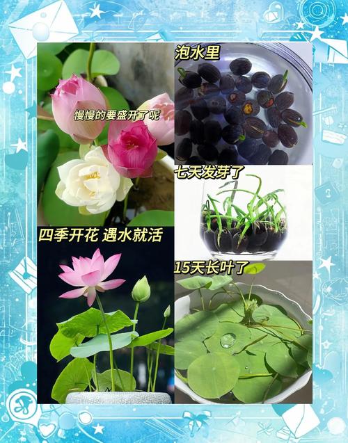 莲子发芽了怎么种植(莲子发芽了怎么种植呢)-第3张图片-多多自然网 莲子发芽了怎么种植(莲子发芽了怎么种植呢)-第3张图片-多多自然网