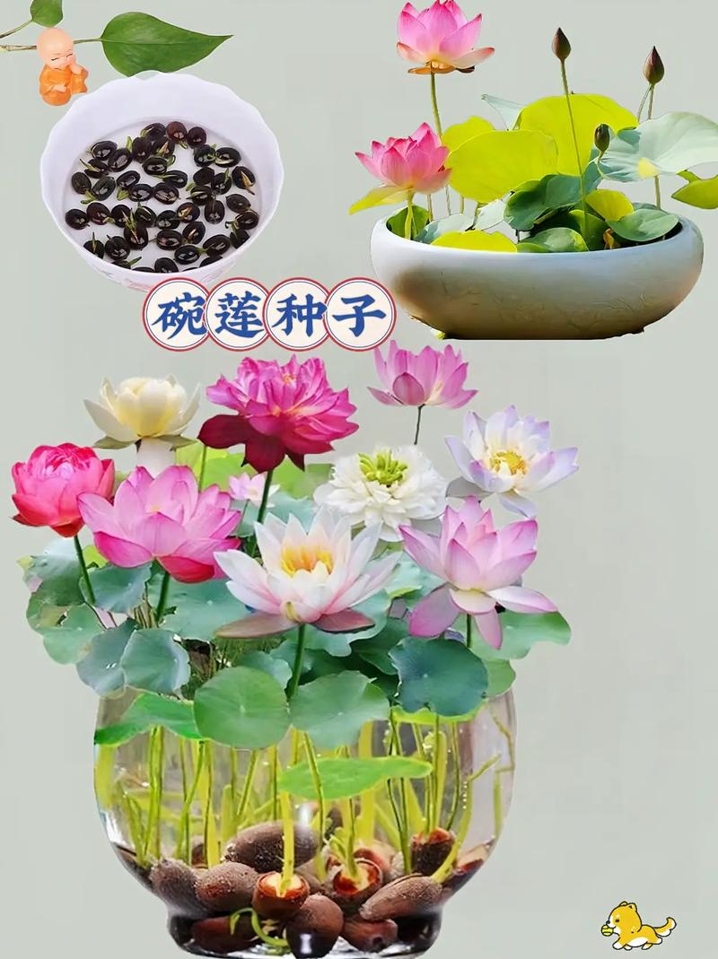 莲子发芽了怎么种植(莲子发芽了怎么种植呢)-第5张图片-多多自然网 莲子发芽了怎么种植(莲子发芽了怎么种植呢)-第5张图片-多多自然网