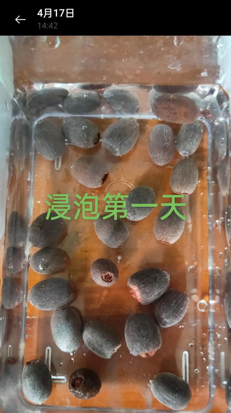 莲子发芽了怎么种植(莲子发芽了怎么种植呢)-第6张图片-多多自然网 莲子发芽了怎么种植(莲子发芽了怎么种植呢)-第6张图片-多多自然网