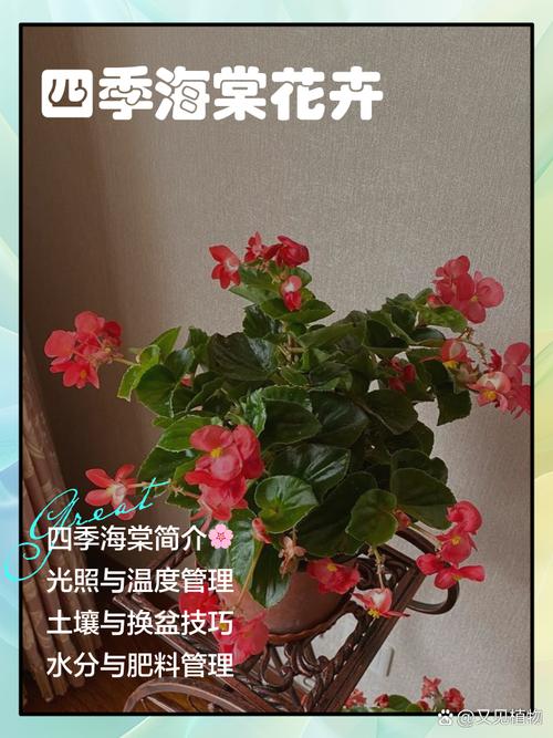 四季海棠花谢后怎么办（四季海棠花落后咋处理）-第1张图片-多多自然网