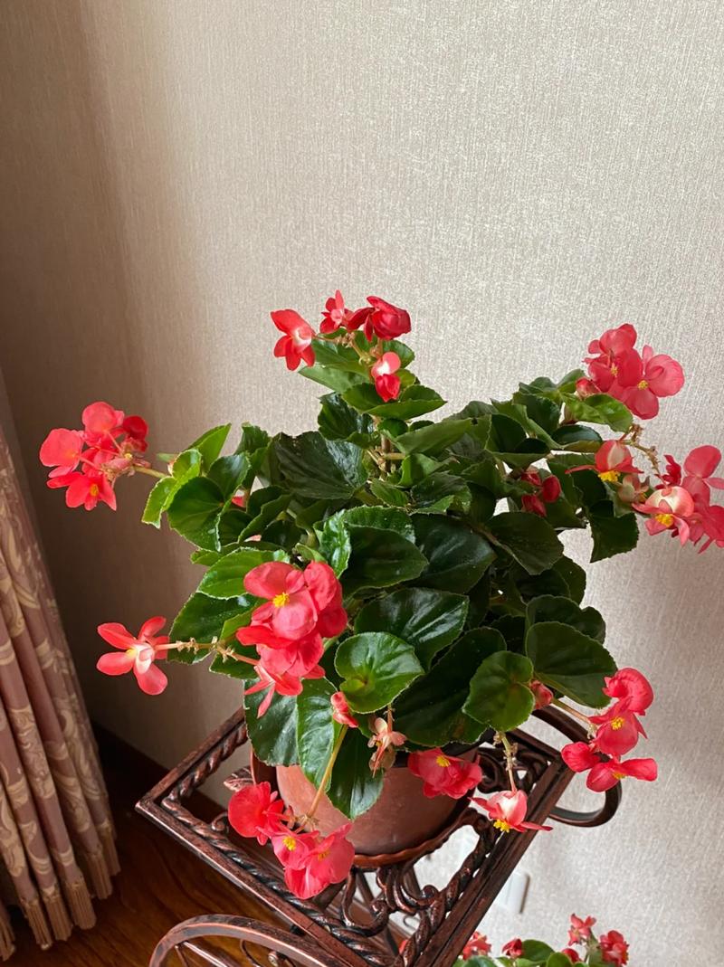 四季海棠花谢后怎么办（四季海棠花落后咋处理）-第3张图片-多多自然网