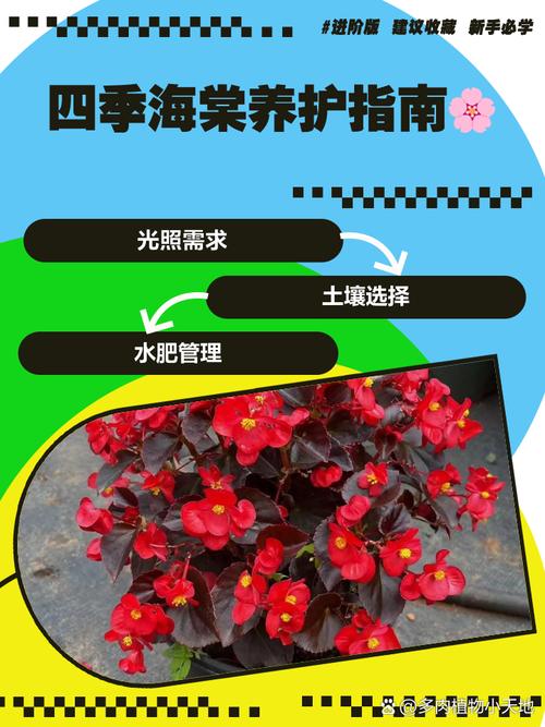 四季海棠花谢后怎么办（四季海棠花落后咋处理）-第4张图片-多多自然网