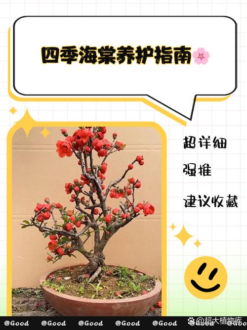 四季海棠花谢后怎么办（四季海棠花落后咋处理）-第5张图片-多多自然网