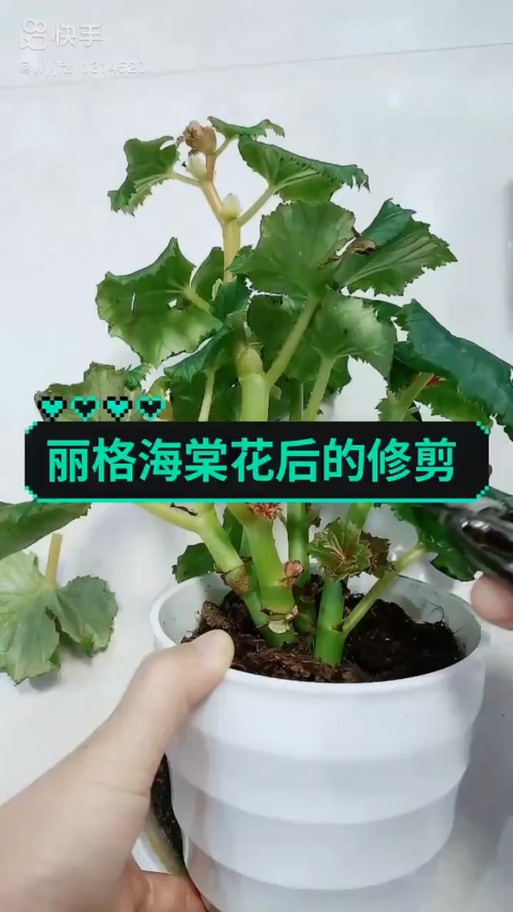 四季海棠花谢后怎么办（四季海棠花落后咋处理）-第7张图片-多多自然网