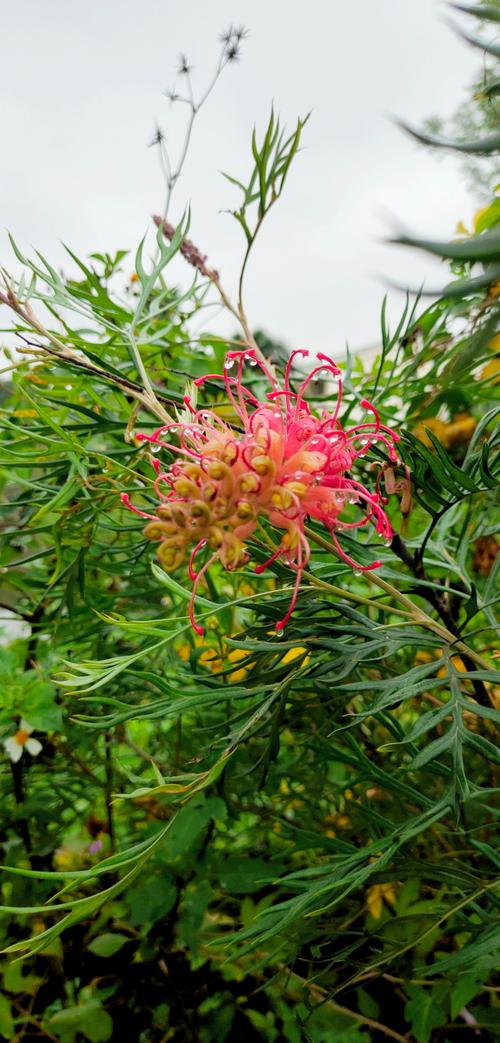 红花银桦冬天能开吗(红花银华)-第6张图片-多多自然网 红花银桦冬天能开吗(红花银华)-第6张图片-多多自然网