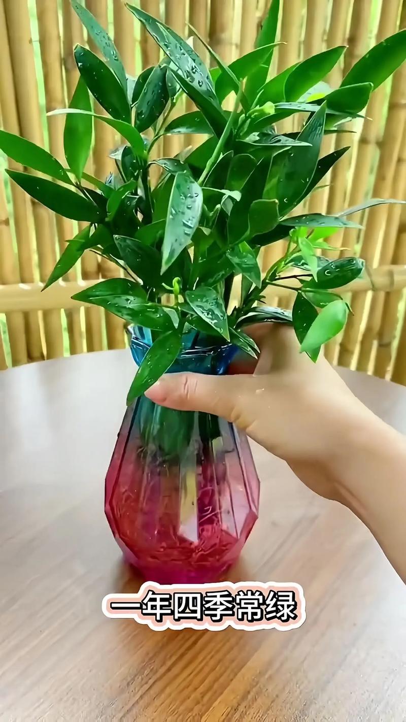 一节山药埋盆里(山药埋土里)-第4张图片-多多自然网 一节山药埋盆里(山药埋土里)-第4张图片-多多自然网