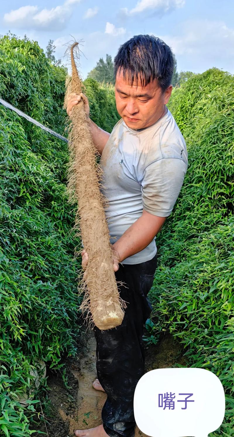 一节山药埋盆里(山药埋土里)-第6张图片-多多自然网 一节山药埋盆里(山药埋土里)-第6张图片-多多自然网