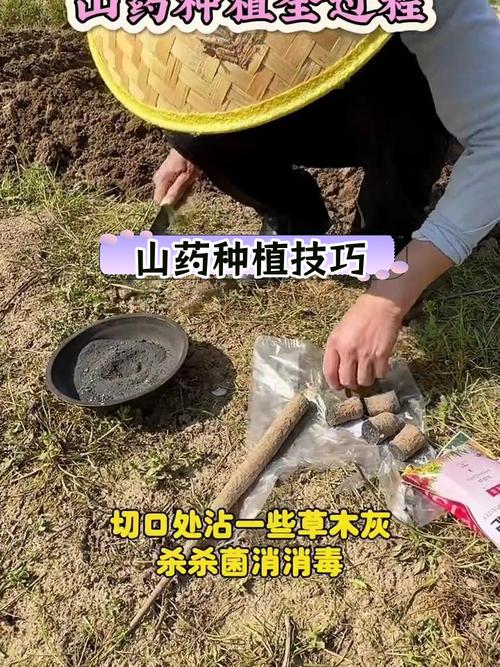 一节山药埋盆里(山药埋土里)-第7张图片-多多自然网 一节山药埋盆里(山药埋土里)-第7张图片-多多自然网