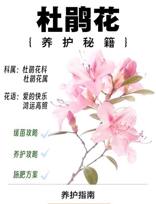 如何让杜鹃花四季开花(如何让杜鹃花开花不断)-第1张图片-多多自然网 如何让杜鹃花四季开花(如何让杜鹃花开花不断)-第1张图片-多多自然网