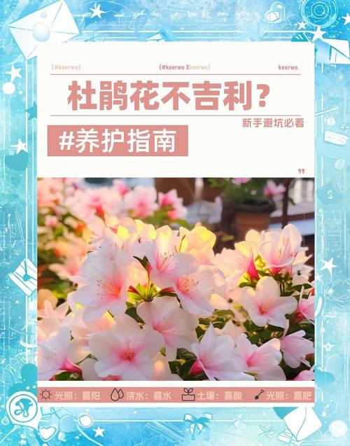 如何让杜鹃花四季开花(如何让杜鹃花开花不断)-第4张图片-多多自然网 如何让杜鹃花四季开花(如何让杜鹃花开花不断)-第4张图片-多多自然网
