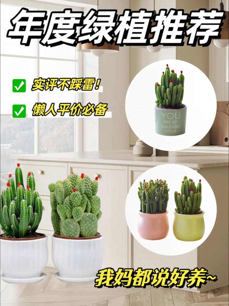 仙人棒怎么养（仙人棒怎么养好看）-第3张图片-多多自然网