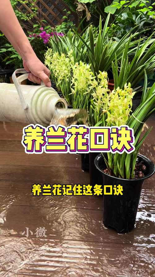 春兰冬天养殖的禁忌(春兰冬天怎么养才能过冬)-第1张图片-多多自然网 春兰冬天养殖的禁忌(春兰冬天怎么养才能过冬)-第1张图片-多多自然网