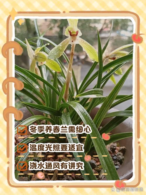春兰冬天养殖的禁忌(春兰冬天怎么养才能过冬)-第7张图片-多多自然网 春兰冬天养殖的禁忌(春兰冬天怎么养才能过冬)-第7张图片-多多自然网