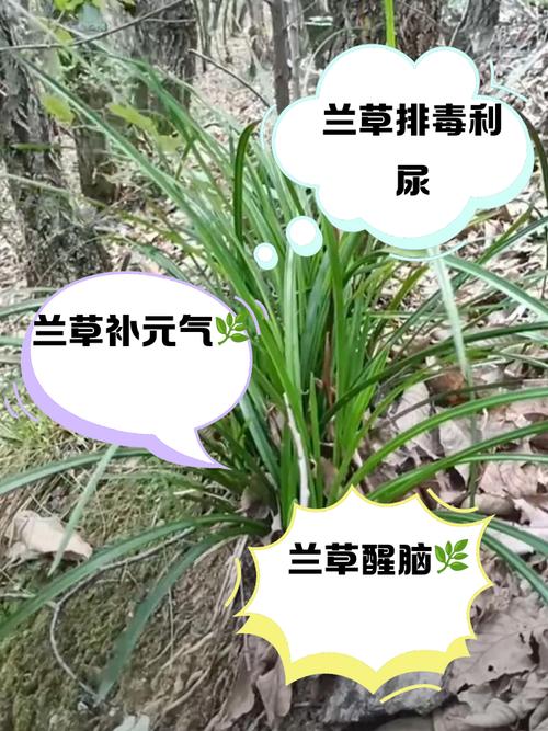 春兰冬天养殖的禁忌(春兰冬天怎么养才能过冬)-第8张图片-多多自然网 春兰冬天养殖的禁忌(春兰冬天怎么养才能过冬)-第8张图片-多多自然网