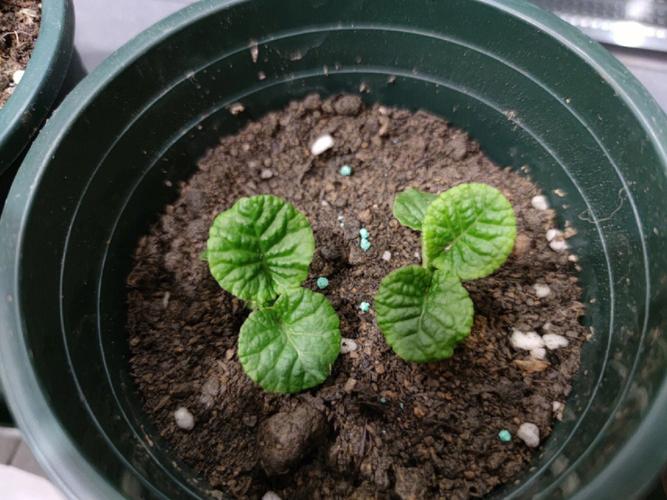 报春花怎么种（报春花怎么种好看）-第2张图片-多多自然网