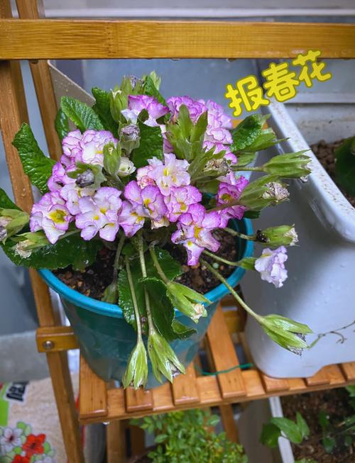 报春花怎么种（报春花怎么种好看）-第3张图片-多多自然网