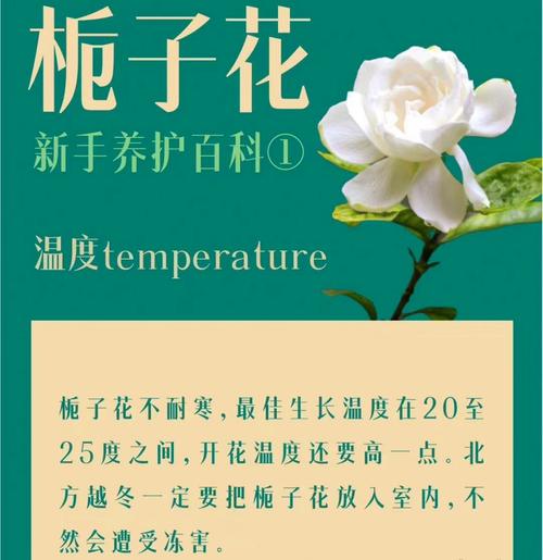 栀子花怎么缓苗（刚买回来栀子花怎么缓苗）-第2张图片-多多自然网