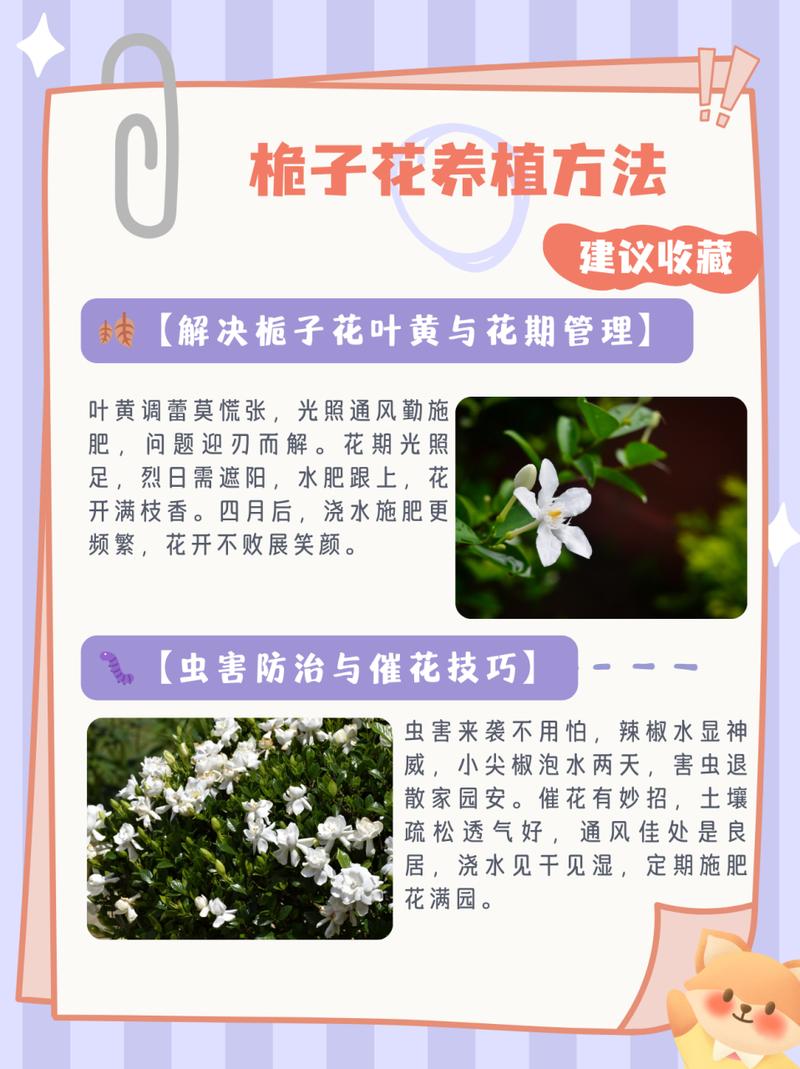 栀子花怎么缓苗（刚买回来栀子花怎么缓苗）-第3张图片-多多自然网
