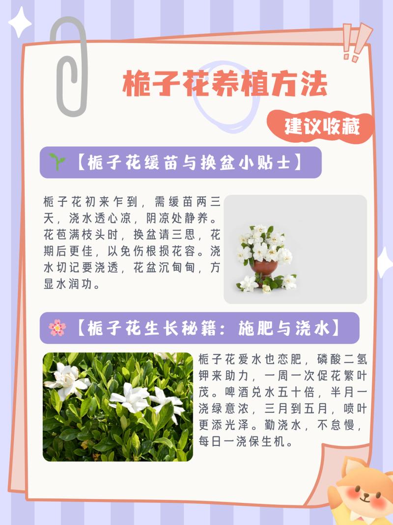栀子花怎么缓苗（刚买回来栀子花怎么缓苗）-第4张图片-多多自然网