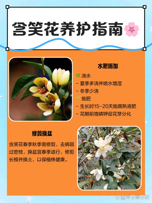 含笑花怎么修剪（含笑花修剪方法图解）-第2张图片-多多自然网
