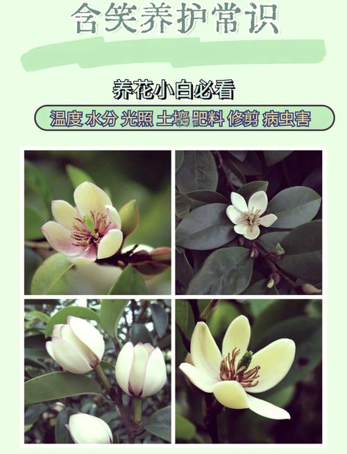 含笑花怎么修剪（含笑花修剪方法图解）-第5张图片-多多自然网