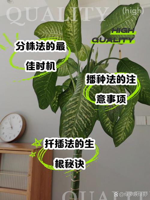 斑马万年青的扦插繁殖(斑马万年青能长多大)-第6张图片-多多自然网 斑马万年青的扦插繁殖(斑马万年青能长多大)-第6张图片-多多自然网
