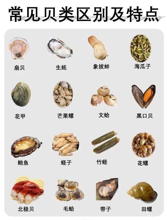 小圆贝怎么养(圆贝怎么清理)-第3张图片-多多自然网 小圆贝怎么养(圆贝怎么清理)-第3张图片-多多自然网