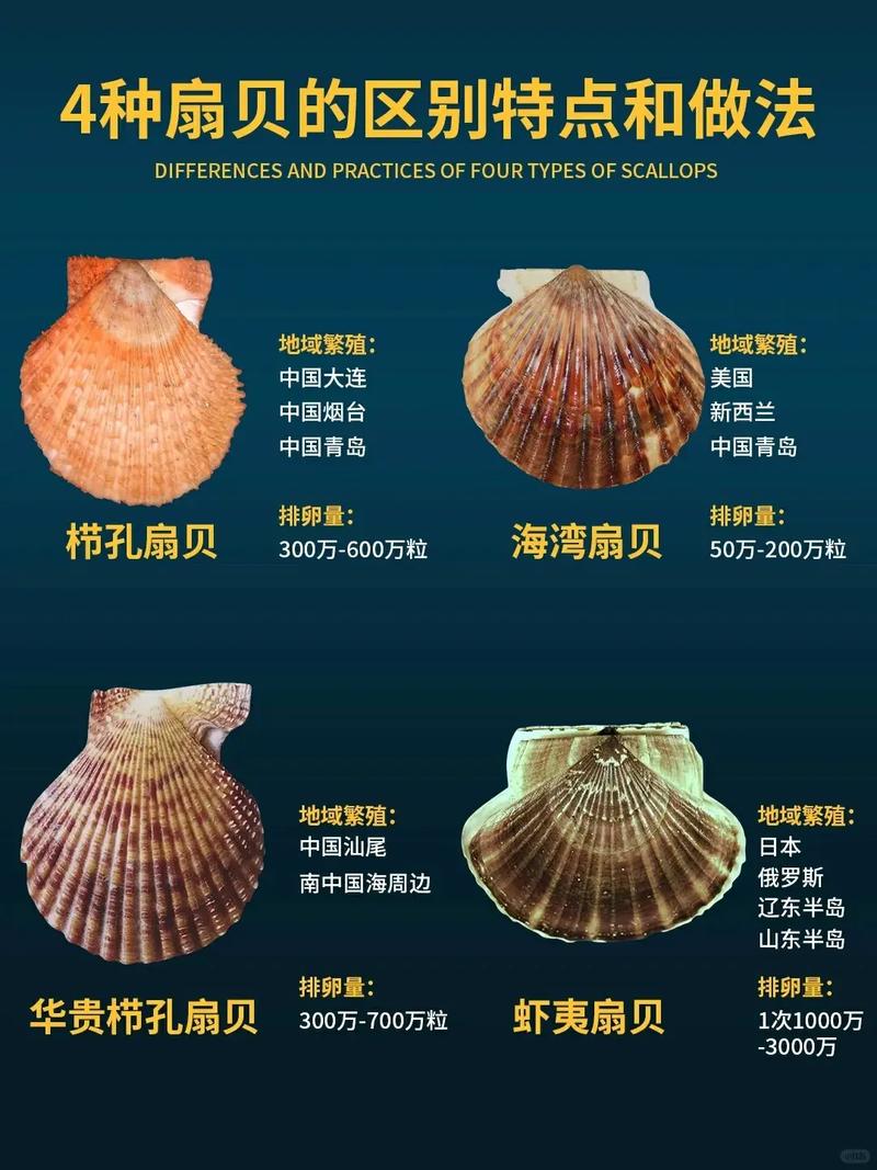 小圆贝怎么养(圆贝怎么清理)-第4张图片-多多自然网 小圆贝怎么养(圆贝怎么清理)-第4张图片-多多自然网