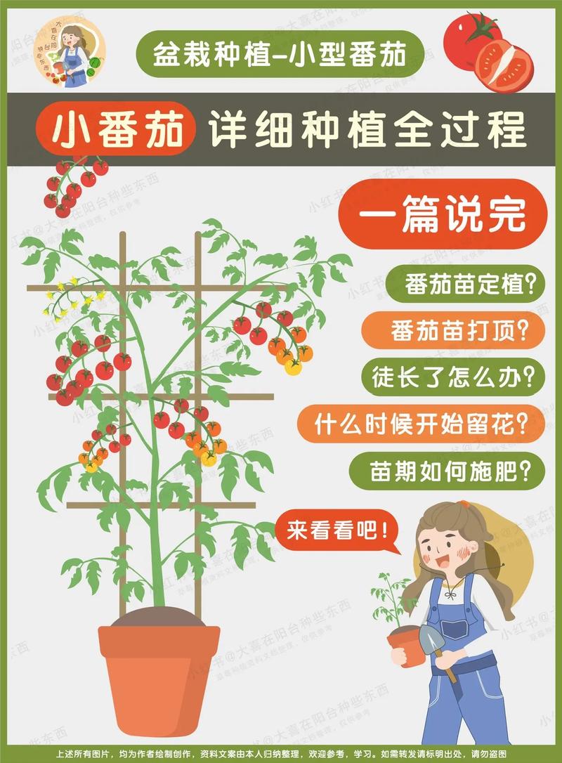 西红柿种植技术（西红柿种植技术与管理方法有哪些）-第1张图片-多多自然网