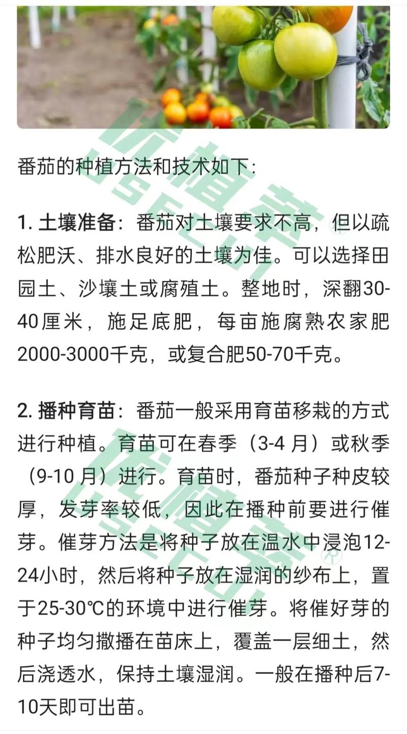 西红柿种植技术（西红柿种植技术与管理方法有哪些）-第3张图片-多多自然网