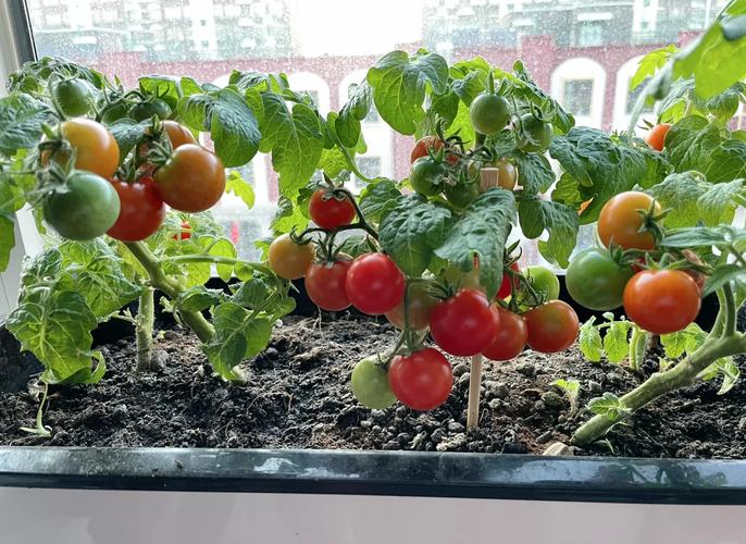西红柿种植技术（西红柿种植技术与管理方法有哪些）-第6张图片-多多自然网