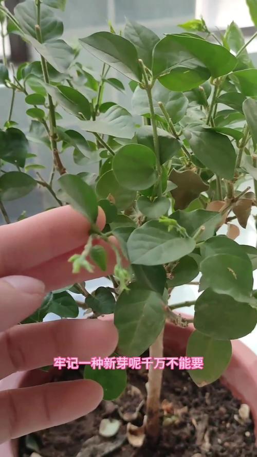 茉莉花冬天需要剪枝吗（冬季茉莉花需要剪枝吗）-第2张图片-多多自然网