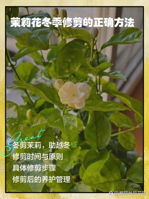 茉莉花冬天需要剪枝吗（冬季茉莉花需要剪枝吗）-第5张图片-多多自然网